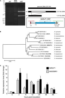 NbSOBIR1 Partitions Into Plasma Membrane Microdomains and Binds ER-Localized NbRLP1